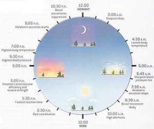 circadian rythms