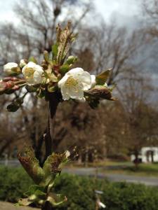 black tartarian cherry bloom